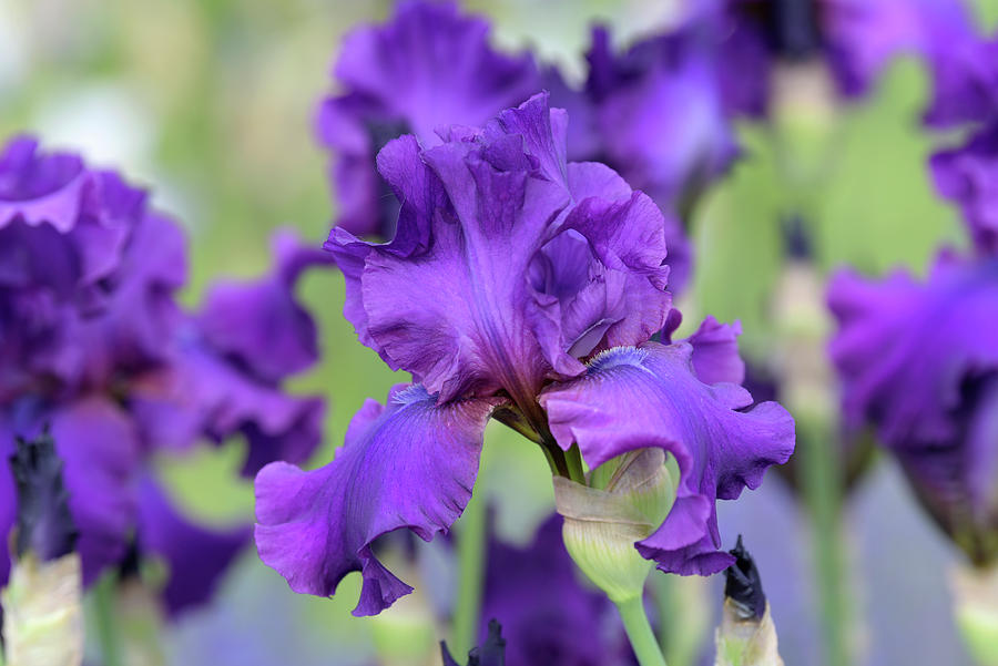 Beauty Of Irises. Sultry Mood 6 Photograph by Jenny Rainbow