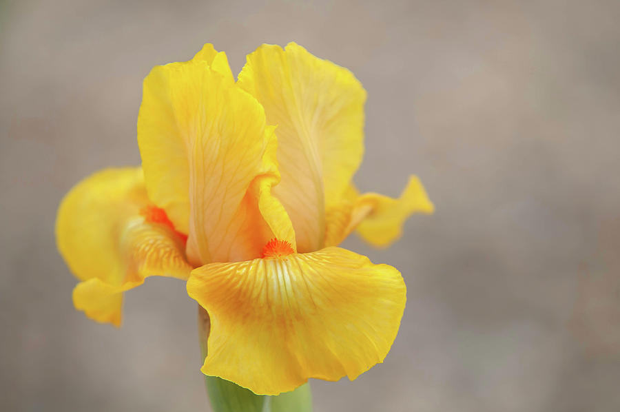 Beauty Of Irises. Sunny Dawn 1 Photograph by Jenny Rainbow