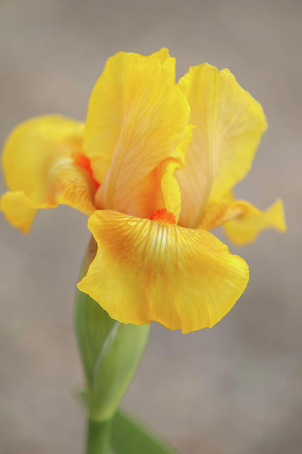 Beauty Of Irises. Sunny Dawn Photograph by Jenny Rainbow