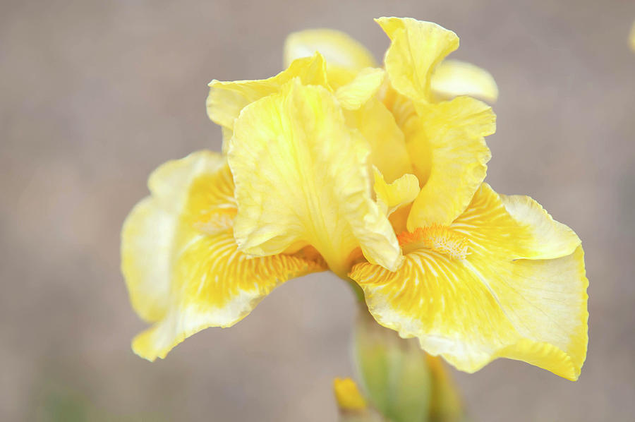 Beauty Of Irises. Sunshine Boy Photograph by Jenny Rainbow