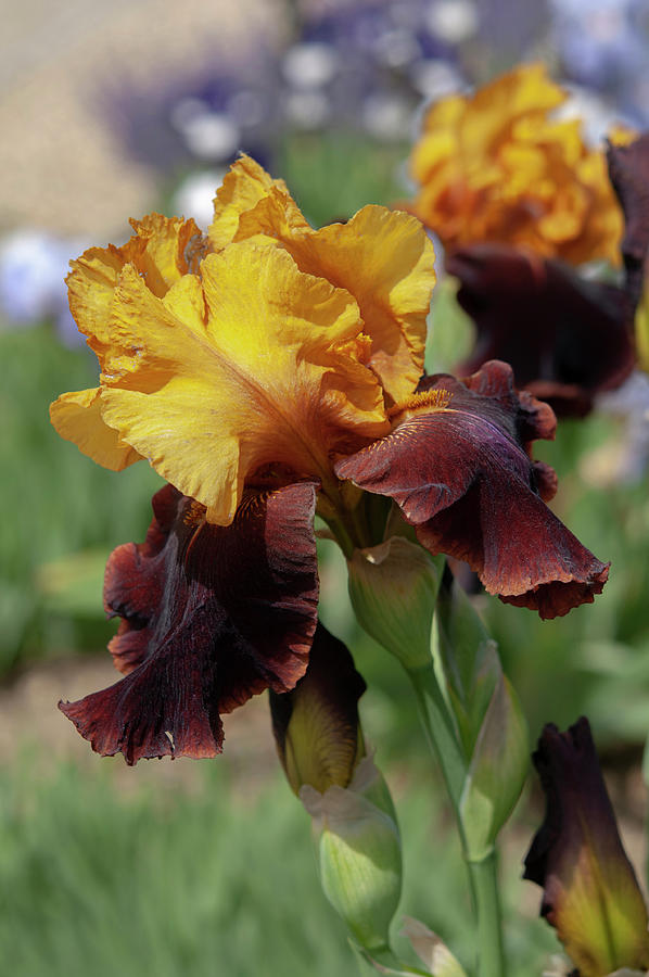 Beauty Of Irises. Supreme Sultan 1 Photograph by Jenny Rainbow