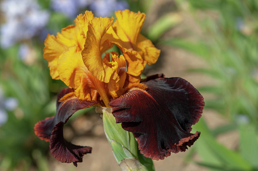 Beauty Of Irises. Supreme Sultan 4 Photograph by Jenny Rainbow