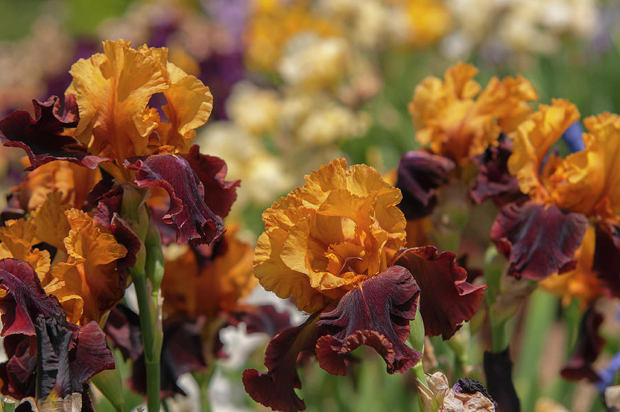 Beauty Of Irises. Supreme Sultan 5 Photograph by Jenny Rainbow