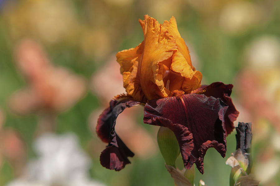 Beauty Of Irises. Supreme Sultan 6 Photograph by Jenny Rainbow