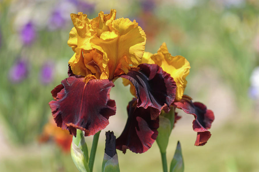 Beauty Of Irises. Supreme Sultan Photograph by Jenny Rainbow