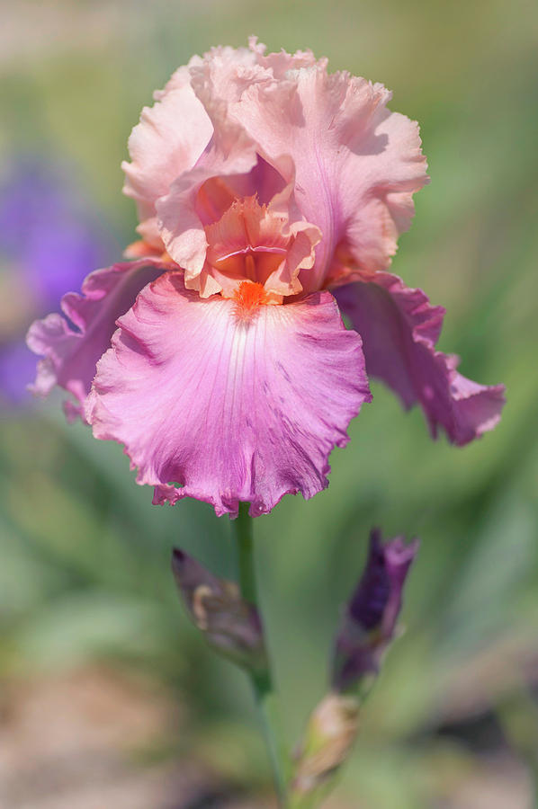 Beauty Of Irises. Sweet Musette 1 Photograph by Jenny Rainbow