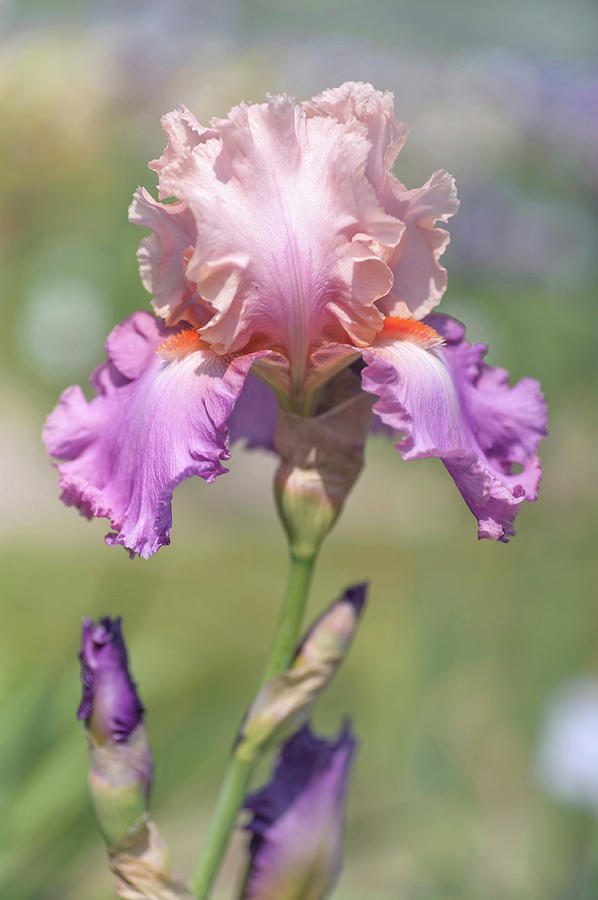 Beauty Of Irises. Sweet Musette Photograph by Jenny Rainbow