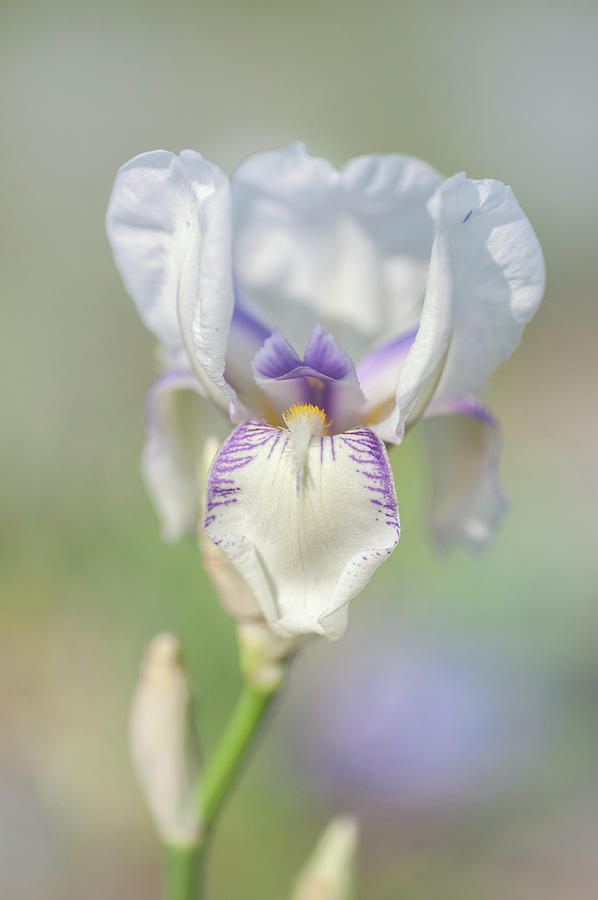 Beauty Of Irises. Swerti Photograph by Jenny Rainbow