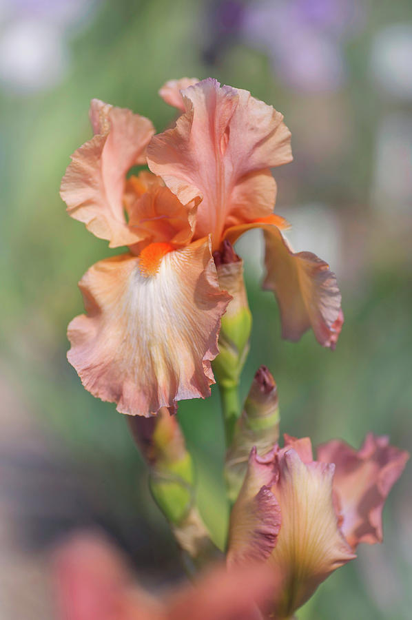 Beauty Of Irises. Symphonette Photograph by Jenny Rainbow
