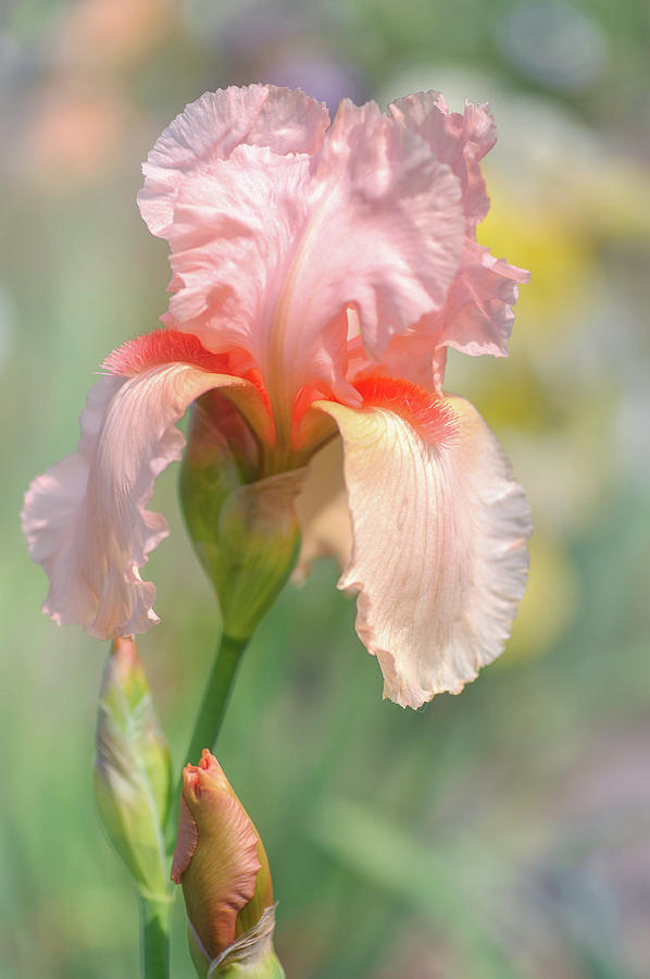 Iris Photograph - Beauty Of Irises. Tahiti Sunrise 1 by Jenny Rainbow