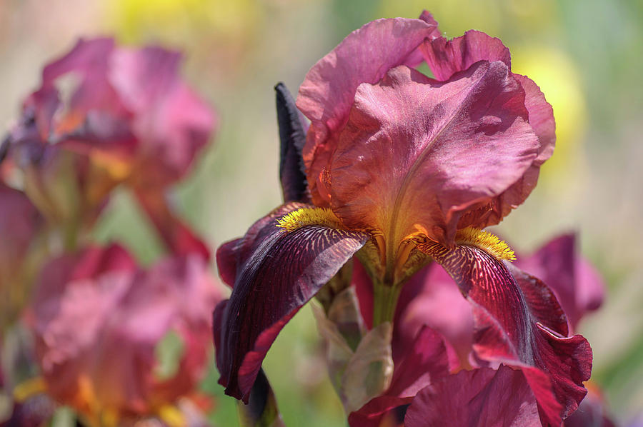 Beauty Of Irises. The Mad Hatter Photograph by Jenny Rainbow