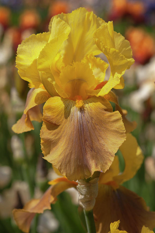 Beauty Of Irises. Timely Way Photograph by Jenny Rainbow