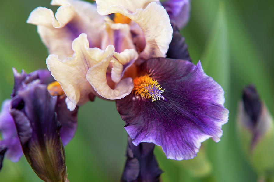 Beauty Of Irises. Tohu Bohu Photograph by Jenny Rainbow