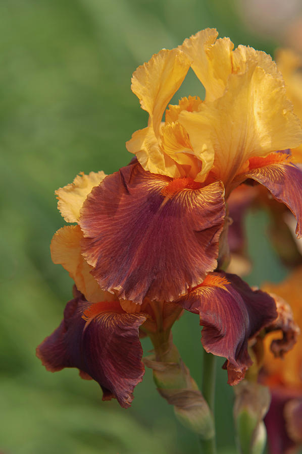 Beauty Of Irises. Torero 1 Photograph by Jenny Rainbow