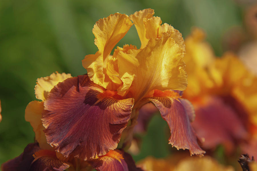 Beauty Of Irises. Torero 2 Photograph by Jenny Rainbow