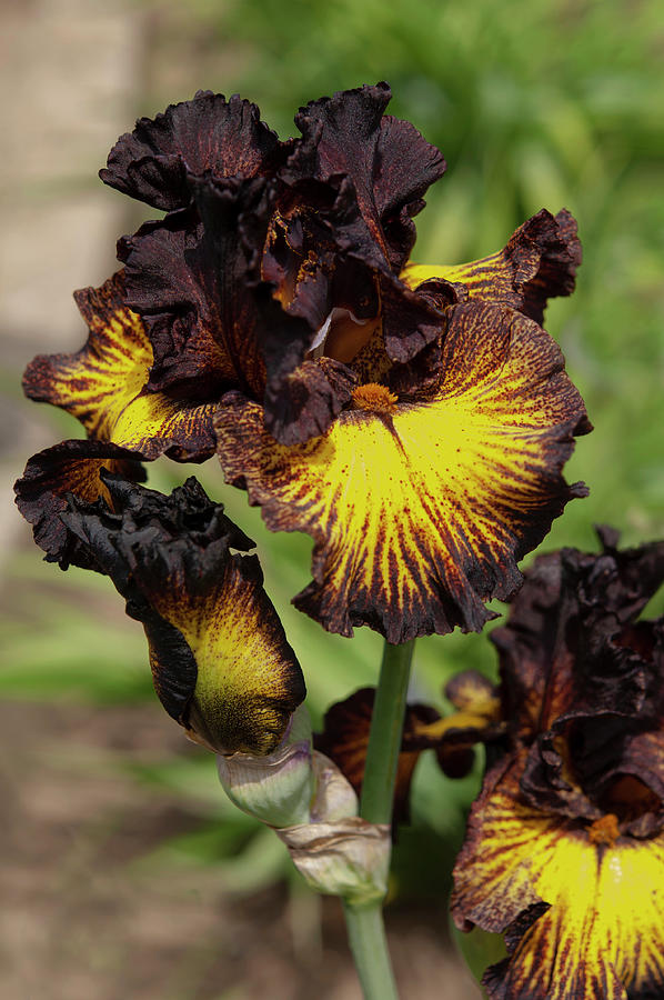 Beauty Of Irises. Tuscan Summer 1 Photograph by Jenny Rainbow