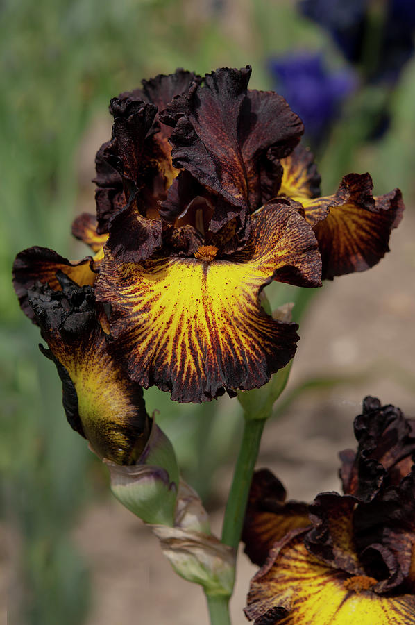Beauty Of Irises. Tuscan Summer 2 Photograph by Jenny Rainbow
