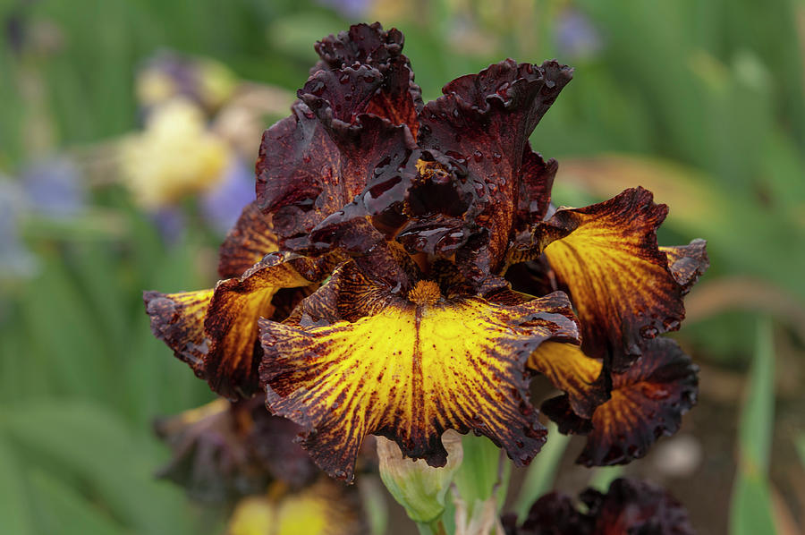 Beauty Of Irises. Tuscan Summer 3 Photograph by Jenny Rainbow