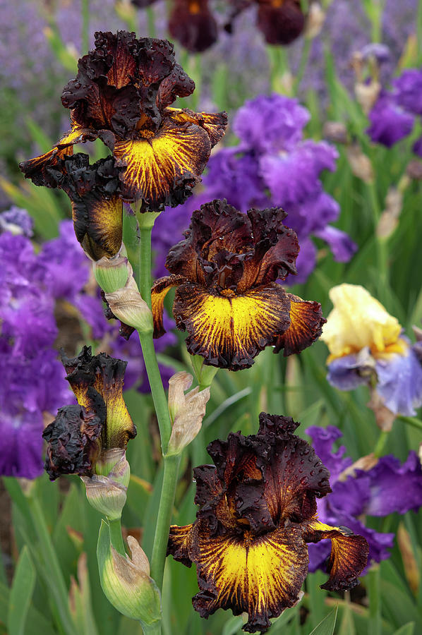 Beauty Of Irises. Tuscan Summer 4 Photograph by Jenny Rainbow