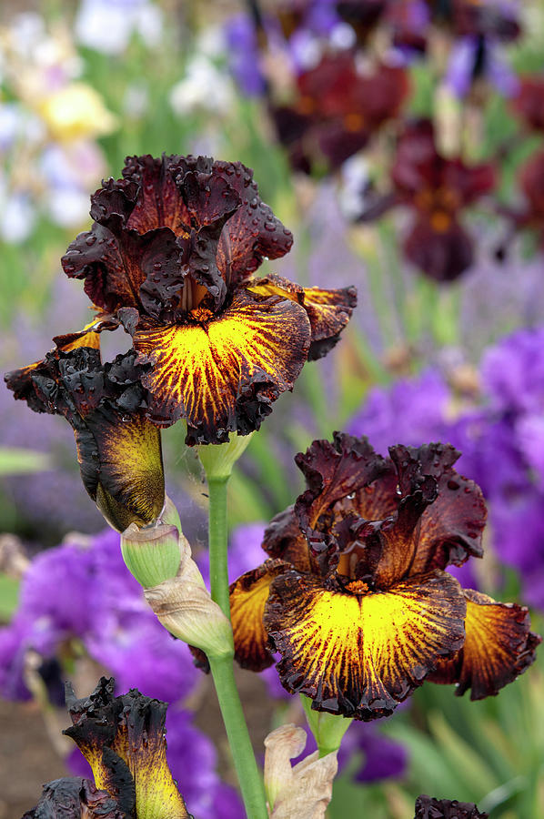 Beauty Of Irises. Tuscan Summer 5 Photograph by Jenny Rainbow