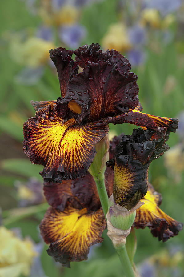 Beauty Of Irises. Tuscan Summer Photograph by Jenny Rainbow