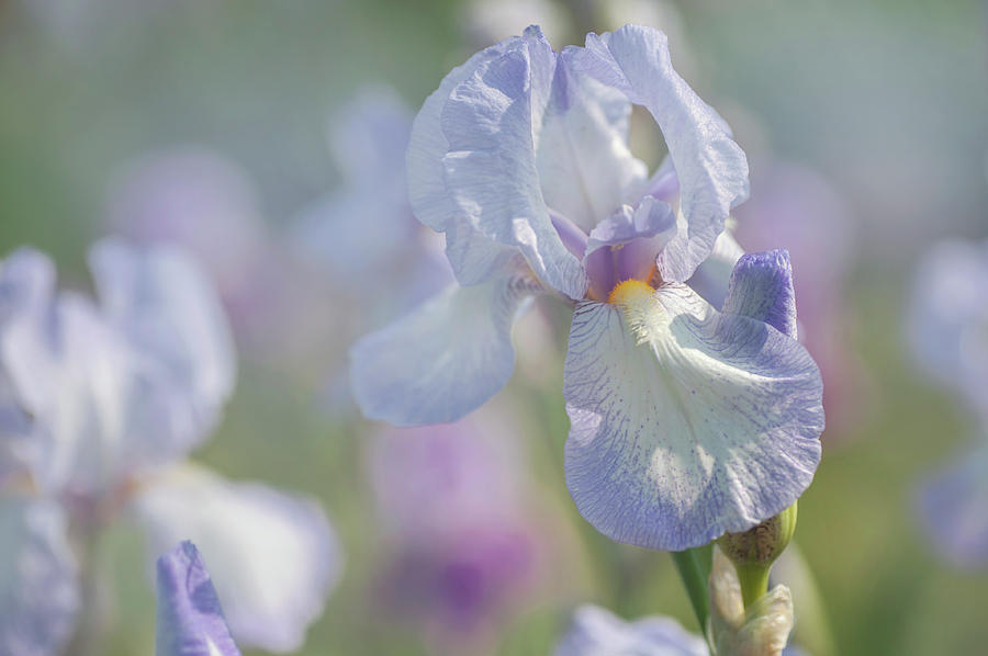 Beauty Of Irises. Tyr Photograph by Jenny Rainbow