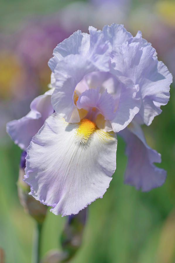 Beauty Of Irises. Usvit Photograph by Jenny Rainbow