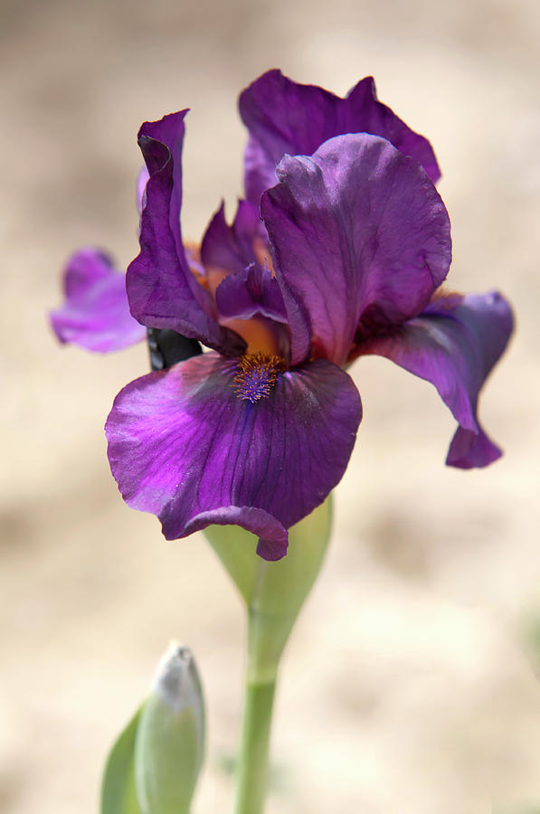 Beauty Of Irises. Vamp 1 Photograph by Jenny Rainbow
