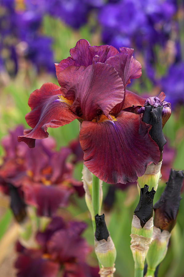 Beauty Of Irises. Velvet Flame 1 Photograph by Jenny Rainbow