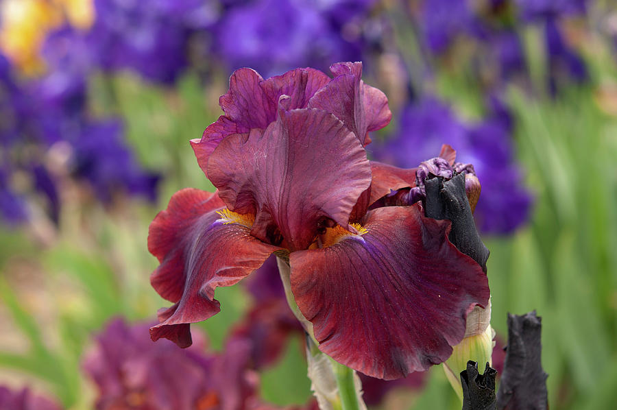 Beauty Of Irises. Velvet Flame Photograph by Jenny Rainbow