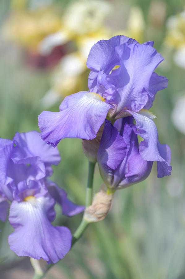 Beauty Of Irises. Violet Harmony 1 Photograph by Jenny Rainbow