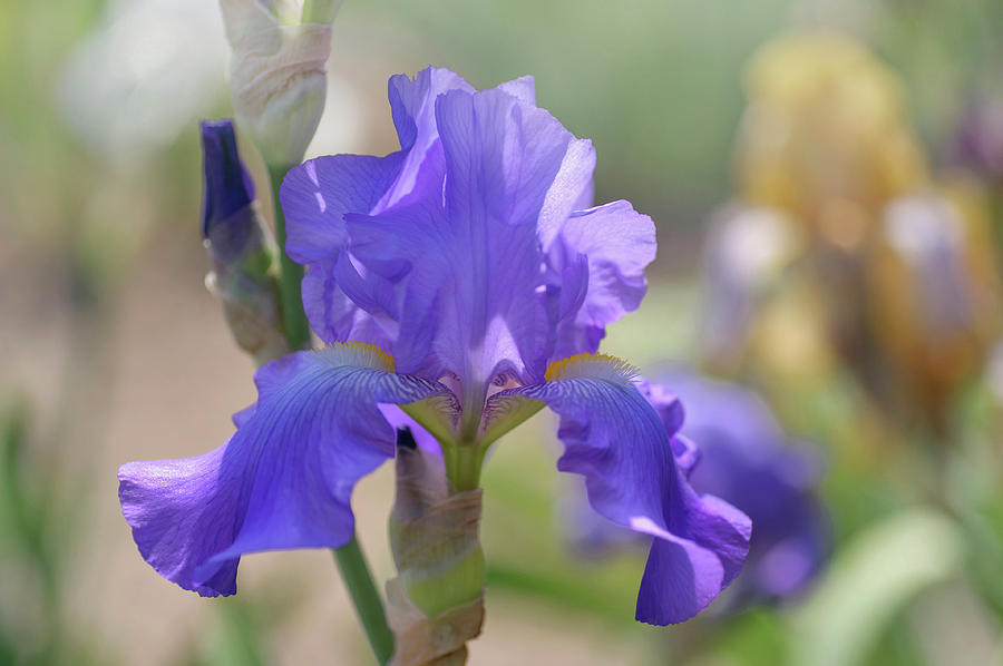 Beauty Of Irises. Violet Harmony Photograph by Jenny Rainbow