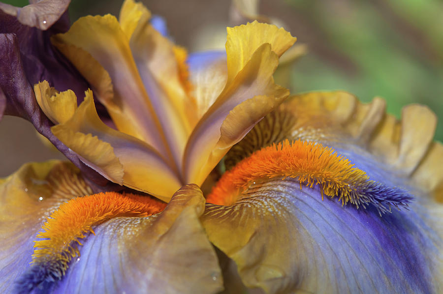 Beauty Of Irises - Western Edge Macro Photograph by Jenny Rainbow