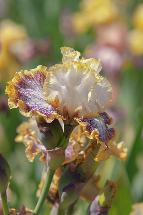 Beauty Of Irises. Whispering Spirits 1 Photograph