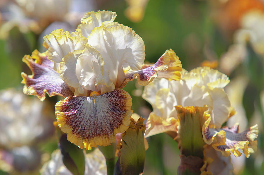 Beauty Of Irises. Whispering Spirits 2 Photograph