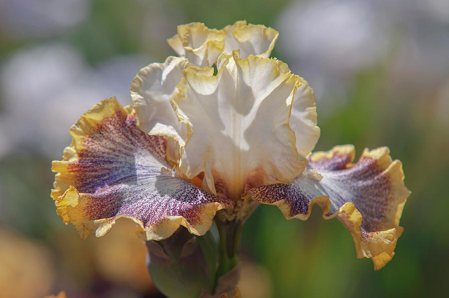 Beauty Of Irises. Whispering Spirits 3 Photograph
