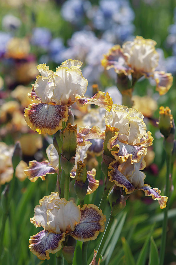 Beauty Of Irises. Whispering Spirits 4 Photograph