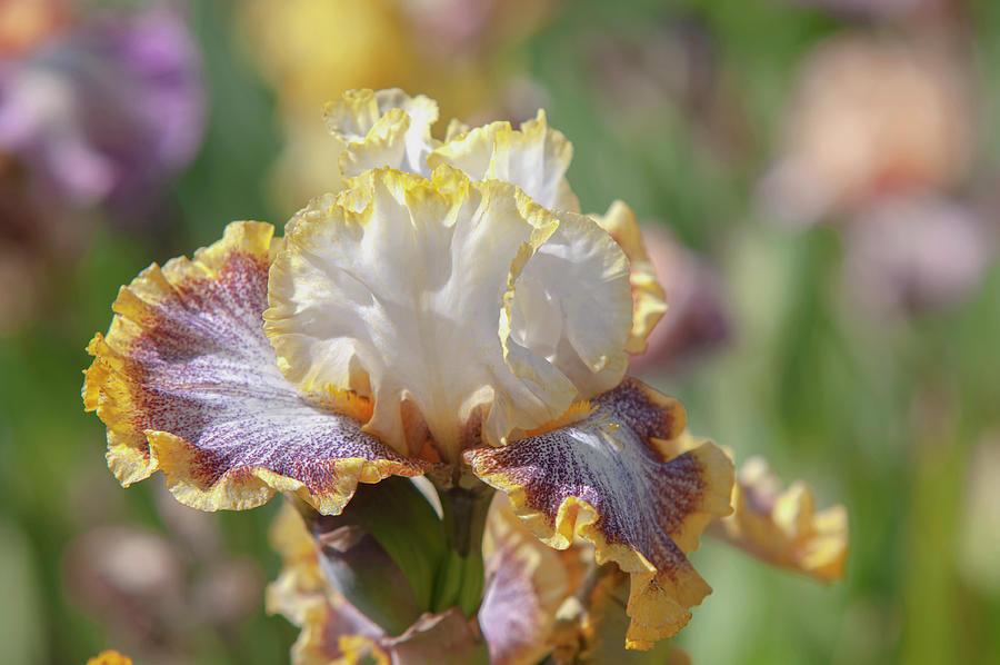 Beauty Of Irises. Whispering Spirits Photograph