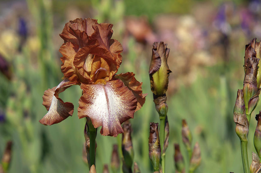 Beauty Of Irises. Wild Ginger 1 Photograph by Jenny Rainbow