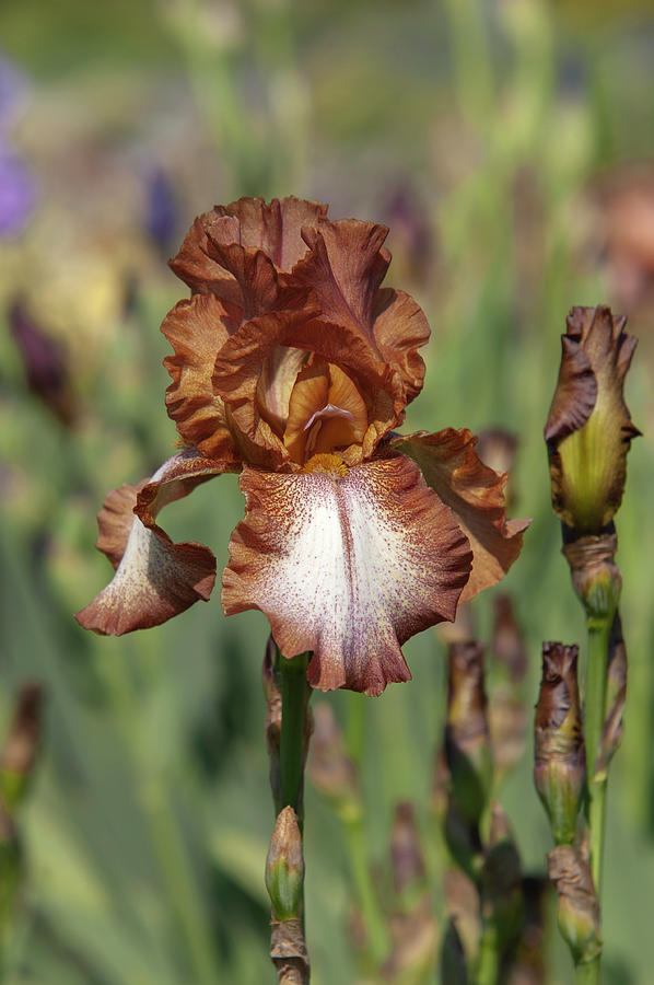 Beauty Of Irises. Wild Ginger Photograph by Jenny Rainbow