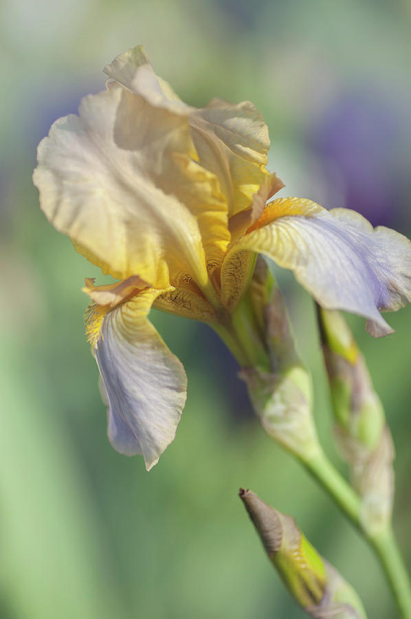 Beauty Of Irises. Witchery Photograph by Jenny Rainbow
