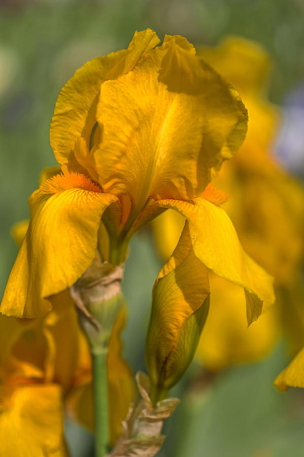 Beauty Of Irises. Zlatokop Photograph by Jenny Rainbow