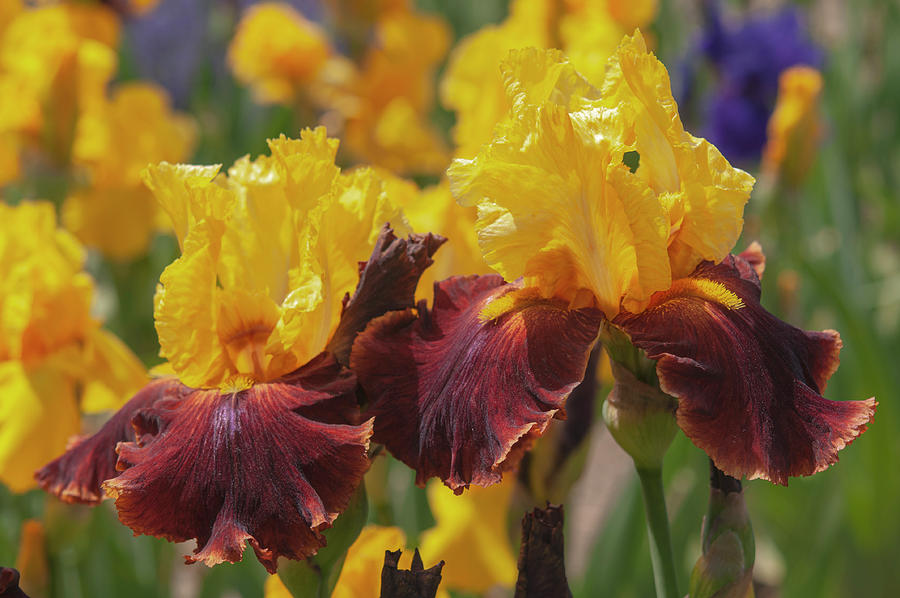 Beauty Of Irises.Fiesta Time Photograph by Jenny Rainbow