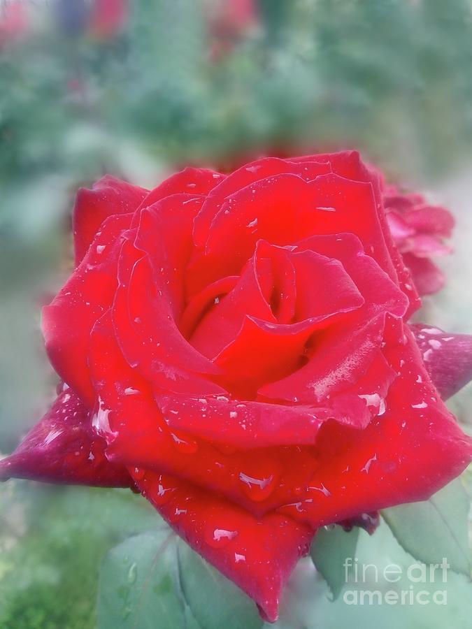 Beauty Of Red Rose Photograph by Leonida Arte