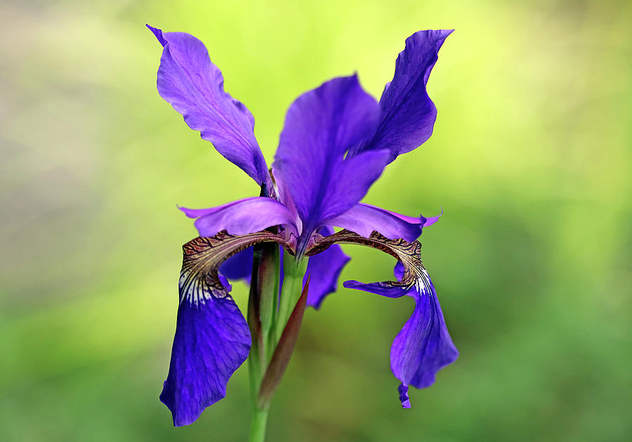 Beauty Of Siberian Iris Photograph by Debbie Oppermann