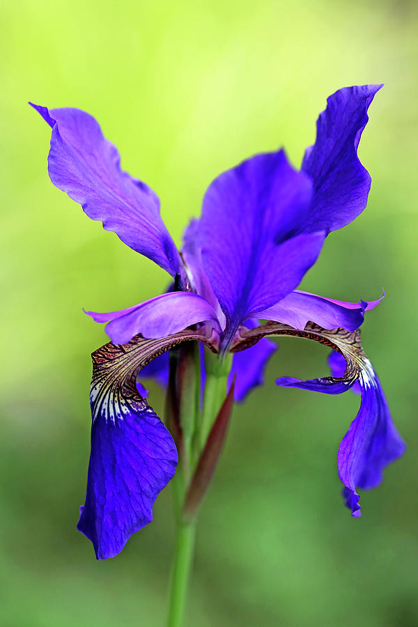 Beauty Of Siberian Iris I Photograph by Debbie Oppermann