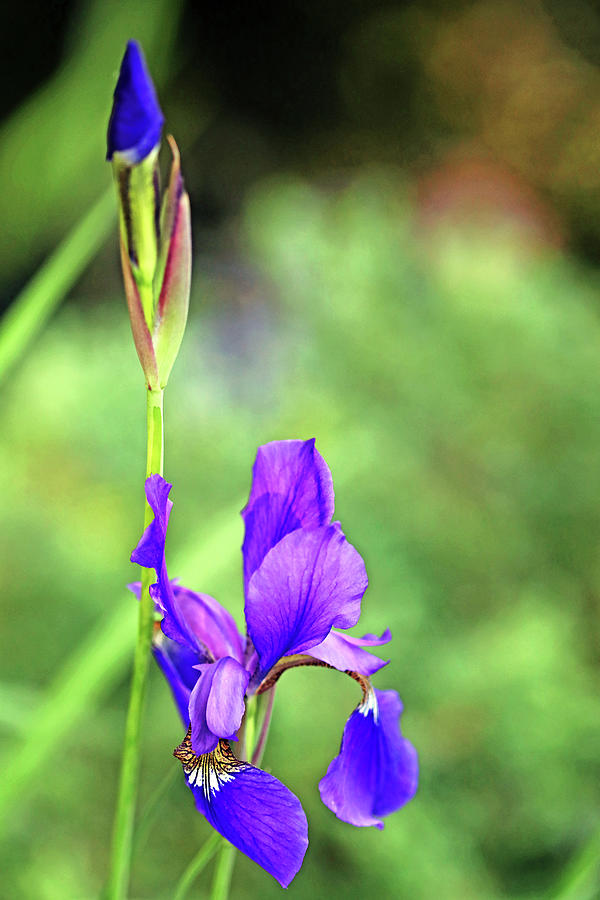 Beauty Of Siberian Iris II Photograph by Debbie Oppermann