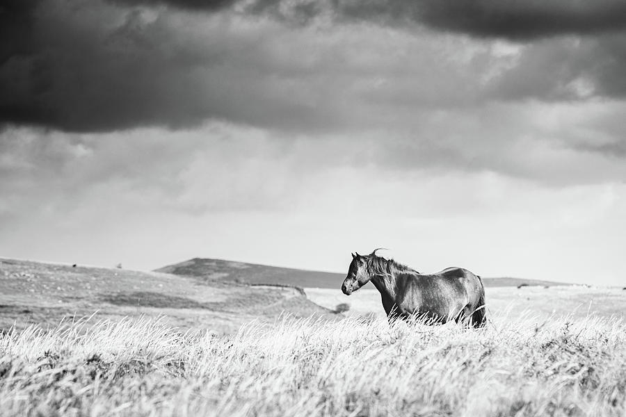 Beauty of Solitude II - Horse Art Photograph by Lisa Saint