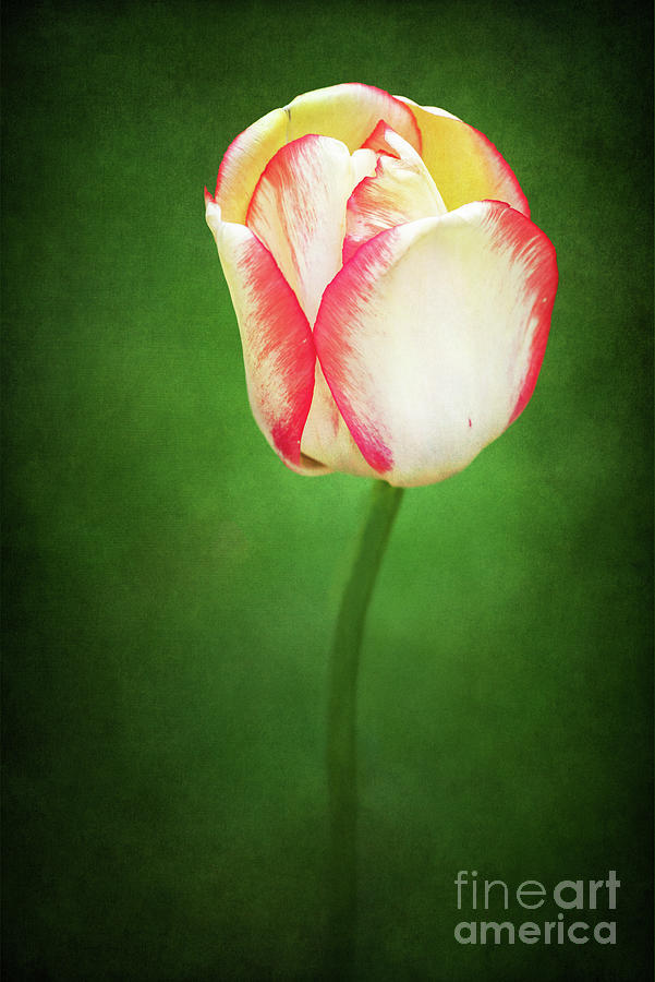 Beauty of Spring Tulip Delight Photograph by Anita Pollak