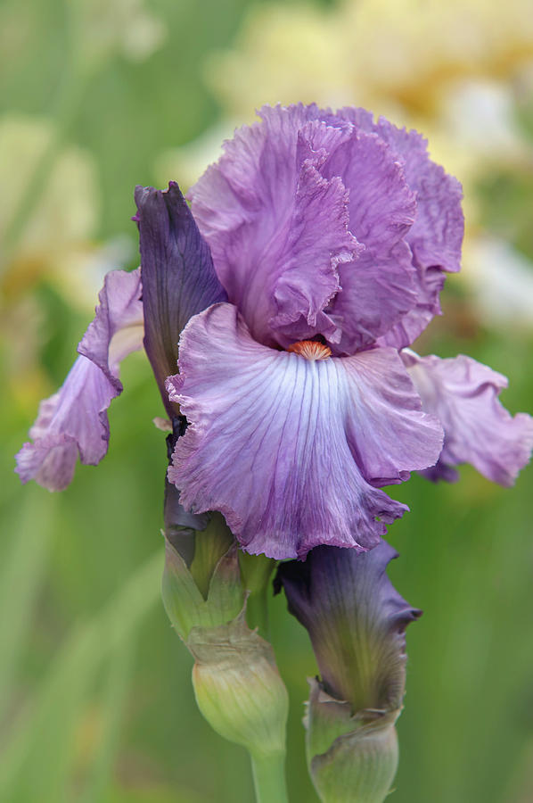Beauty of Tall Bearded Irises - Windsor Rose Photograph by Jenny Rainbow